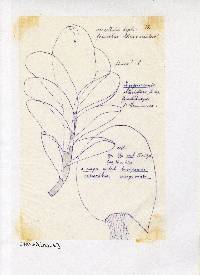 Diplophyllum obtusifolium image