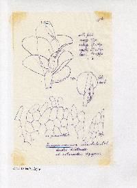 Nardia succulenta image