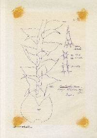 Anastrophyllum piligerum image