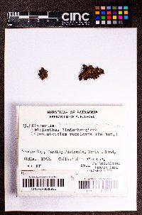 Riccardia floribunda image