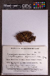 Balantiopsis cancellata image