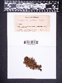 Frullania gibbosa image
