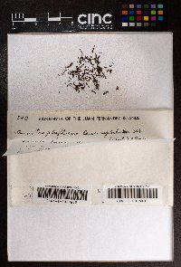 Anastrophyllum auritum image