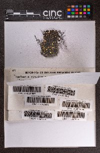 Frullania magellanica image