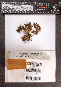 Adelanthus lindenbergianus image