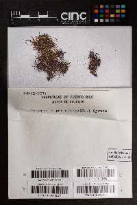 Syzygiella perfoliata image