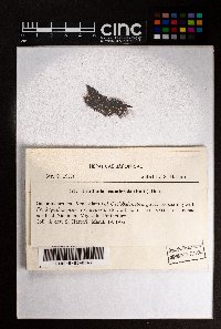 Frullania osumiensis image