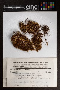 Lepidozia cupressina image