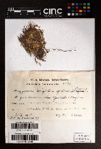 Bazzania aurescens image