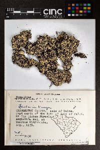 Frullania kunzei image