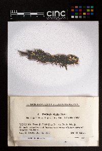 Frullania squarrosula image