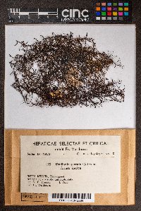 Frullania serrata image
