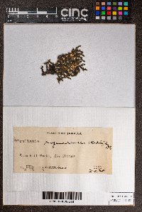 Frullania riojaneirensis image
