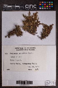 Frullania riojaneirensis image