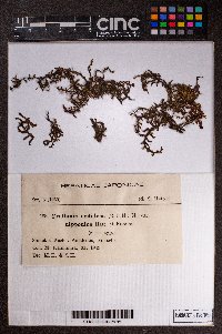 Frullania nodulosa var. nipponica image