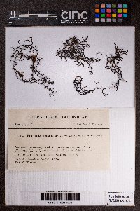 Frullania nepalensis image