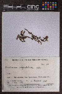 Frullania stipatiloba image