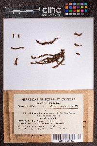 Heteroscyphus splendens image