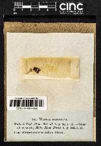 Blindiadelphus recurvatus image