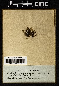 Lepidozia reptans image