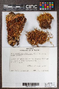 Diplophyllum albicans image
