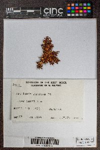 Frullania gibbosa image