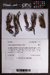 Pohlia obtusifolia image