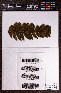 Lophocolea muricata image