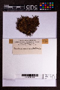 Frullania ericoides image