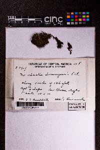 Marchantia inflexa image