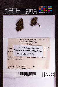 Marchantia inflexa image