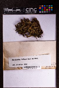 Marchantia inflexa image