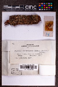 Acrolejeunea heterophylla image
