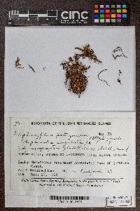 Leptoscyphus chilensis image