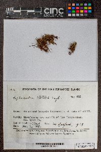 Lophocolea textilis image