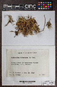 Lophocolea bidentata image