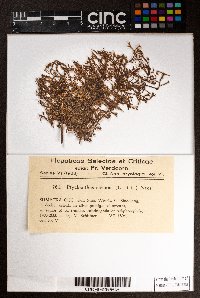 Ptychanthus striatus image