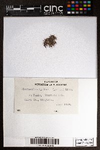 Solenostoma hyalinum image