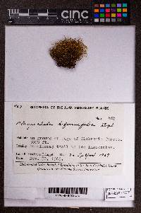 Plagiochila angulata image