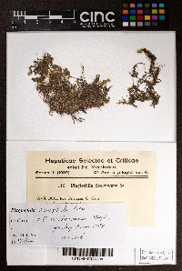 Plagiochila sciophila image