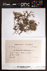 Plagiochila parvifolia image