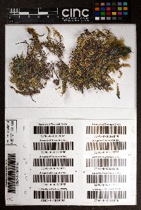 Ceratolejeunea rubiginosa image