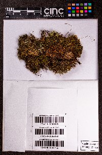 Diplophyllum albicans image