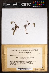 Acrobolbus saccatus image