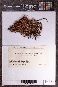 Scapania ornithopodioides image