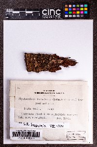Acrolejeunea heterophylla image