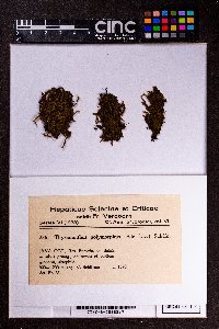 Spruceanthus polymorphus image