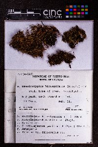 Trichocolea filicaulis image