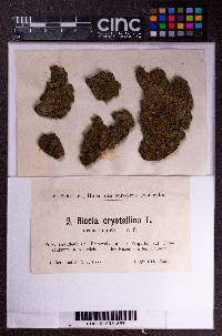 Riccia crystallina image