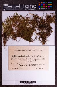 Riccardia chamedryfolia image